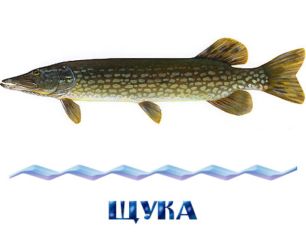 Купить живую щуку для зарыбления в Истринском районе 