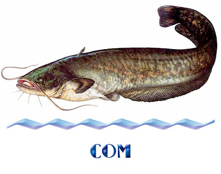 зарыбление сомом