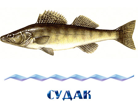 Купить живого судака