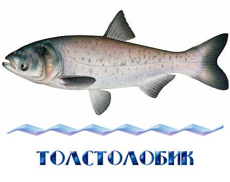 Толстолобик зарыбление в Подмосковье 