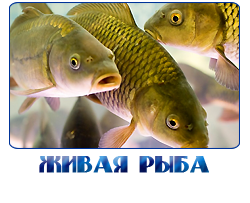 ОПТОВАЯ ПРОДАЖА ЖИВОЙ РЫБЫ В МОСКОВСКОЙ ОБЛАСТИ