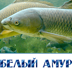 belyj amur zhivoj