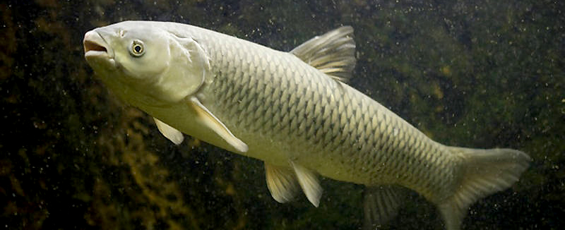 Амур белый - рыба семейства карповых. Латинское название - Ctenopharyngodon idella. Длина до 120 см, масса до 32 кг. Тело удлиненное, почти не сжатое с боков, покрыто плотной чешуей. По краю каждой чешуйки, кроме расположенных на брюхе, тянется темный ободок. Начало закругленного спинного плавника находится несколько впереди основания брюшных плавников. Спина перед спинным плавником и брюхо позади брюшных плавников округлены. Брюшные плавники далеко не доходят до анального отверстия, анальный плавник небольшой, слегка закругленный. В спинном плавнике 3 неветвистых и 7 ветвистых лучей, в анальном - 3 неветвистых и 8 ветвистых лучей. В боковой линии от 40 до 47 чешуек. Жаберная крышка с радиальными полосками. Жаберные тычинки (12) короткие, редкие. Рот полунижний, задний угол его находится на вертикали переднего края глаза. Глоточные зубы двухрядные, сдавленные с боков, с острым зазубренным краем. Спина у белого амура зеленовато-серая, бока светлые с золотистым оттенком, брюхо светло-золотистое. Радужина глаз золотистая. Спинной и хвостовой плавники темные, все остальные - светлые. Внешне белый амур очень похож на черного амура, но отличается от него более светлой окраской и строением глоточных зубов.