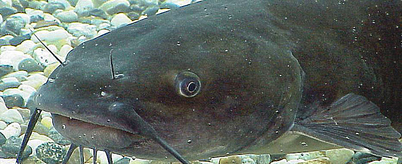 Африканский клариевый сом (лат. Clarias gariepinus). Эти рыбы родом из Африки. На вид сом имеет длинное тело в бурых пятнах имеет светлое брюшко. Отличительная особенность всех сомов – длинные усы. У клариуса усов 4 пары. Этот вид рыб способен перерабатывать кислород из воздуха, используя наджаберный орган дыхания. С этой целью сом выныривает на поверхность и насыщается воздухом. Именно эта особенность сделала клариуса таким удобным в разведении. Нет необходимости обеспечивать его свежей водой. Более того, на один кубометр воды можно посадить около 300 килограммов живой рыбы. Разумеется, это возможно только при регулярном удалении фекалий.