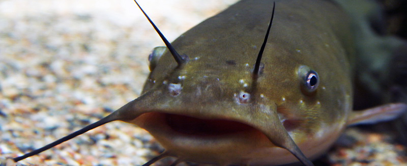 Канальный сом или (американский сомик) Ictalurus punctatus (Raf.). В США его называют также проточный сом, рыба-кот, скрипун. Широко рас&shy;пространен в Северной Америке, особенно в бассейне рек Миссури и Миссисипи.  Кожа голая, без чешуи. Боковая линия полная. Тело стройное, в хвостовом плавнике глубокая выемка, лопасти его заострены. Жиро&shy;вой плавник имеет свободную лопасть. Хвостовой стебель короткий Задний край анального плавника закруглен, в нем 24—29 лучей.  Первый неветвистый луч в спинном плавнике полностью утоплен в коже. Второй луч в виде сильной колючки, задний край зазубрен. Колючий луч имеет специальный запирающий механизм, позволяющий удерживать его в вертикальном положении без мышеч&shy;ных усилий.