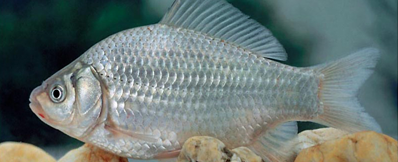 Интересно, что существуют по крайней мере две устойчивые формы карася – карась золотой или круглый и карась продолговатый или серебряный. Больше распространен серебряный карась. Отличие между круглым золотым и серебряным продолговатым карасем видно из их названий.  Круглый карась гораздо шире, его спина поднимается крутой дугой и высота тела почти равна две трети от длины. Серебряный карась имеет туловище более удлиненное, высота его тела составляет всего одну треть длины.    Любопытно, что при всей внешней несхожести, это – один и тот же вид, он может скрещиваться и давать плодовитое потомство в разных формах.