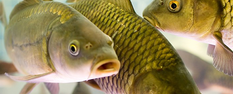 летние цены на карпа в Москве и области 