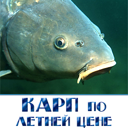 zhivoj karp optom lc