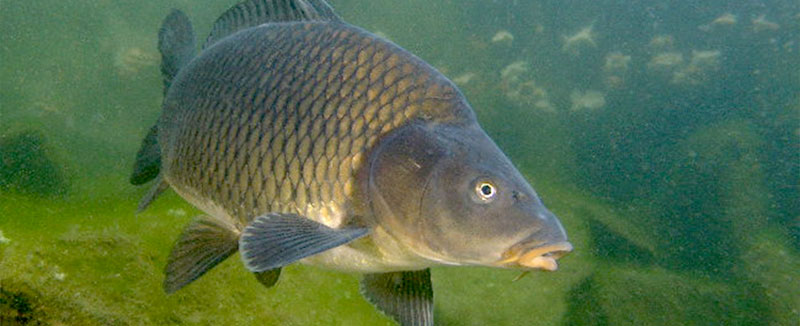 Зимой карп, несомненно, питается, вот только объем потребляемой им пищи значительно уменьшается. Если летом количество корма исчисляется килограммами, то подо льдом — граммами. Состав зимнего «меню» карпа особым разнообразием не отличается — это мотыль, ручейник, брюхоногие.  Убедительнее любых слов — специальная зимняя ловля карпа, наиболее успешно практикуемая в Англии и Германии. Оппоненты могут мне возразить, ссылаясь на «мягкость» зим в этих странах, но мне известны десятки рыболовов в нашей стране (и я в их числе), успешно ловящих карпа со льда.