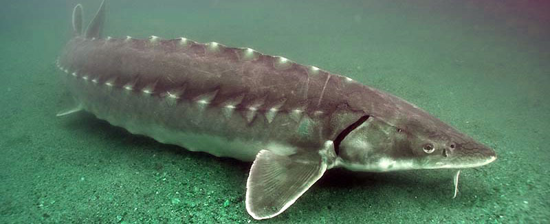 На сегодняшний день, средний промысловый вес в зависимости от вида, и составляет в среднем от 20 до 70 кг. Тело веретеноподобное, вытянутое, покрыто продольными рядами костных щитков-жучек – один вдоль спины (5-19 образований), два по бокам (по 25-50), два на брюхе (по 10-14). Жучки звездчатые, покрыты кольцевидными полосами, не сращены между собой.