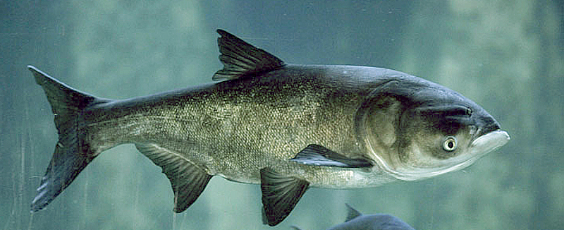 Пресноводная особь, которая отличается тем, что глаза находятся ниже уровня рта. По этой причине этот вид называют «Нискоглазый». Считается, что это рыба средних размеров, но, длина тела может достигать 1 метра, видели особи даже длиннее. Вес тела варьируется в районе 15-20 килограмм. Преобладают серебристые оттенки, местами белые, в частности, на брюхе. Плавники сероватого оттенка. Белый толстолобик живет более двадцати лет.  Главной особенностью данного вида является то, что он способен выпрыгивать из воды на 3-4 метра. Такому поведению способствуют стрессы или страх. Очень часто так происходит, года по реке плывет шумный катер. По словам очевидцев, порой достаточно плыть по реке, бить веслом по воде, рыба сама запрыгнет в лодку. Вот только к этому нужно быть готовым, так как размеры толстолобика значительные, поэтому можно легко получить травму, если такой подарок свалится на ноги или на голову. Любители этой рыбы отмечают, что она умерено жирная и очень вкусная.