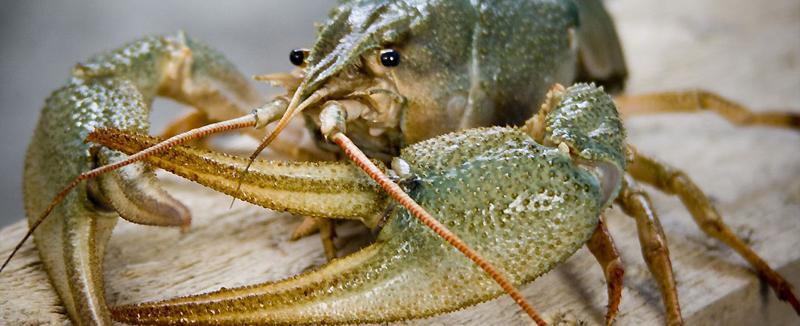 Речной рак имеет твердый хитиновый покров, служащий в основном в качестве наружного скелета. В состав его тела входят плоское членистое брюшко и головогрудь, которая, в свою очередь, подразделяется на головную (переднюю) и грудную (заднюю) зоны, сросшиеся между собой. На передней части головного отдела расположен острый шип, около которого находятся выпуклые глаза на подвижных стебельках, длинные и короткие пары усиков. Последние служат раку органами обоняния и осязания. Глаза сложны по строению, так как состоят из отдельных глазков, мозаично объединенных в одно целое. Дышит рак жабрами.  Верхние и нижние челюсти раков являются видоизмененными конечностями и находятся по бокам рта. Далее следует пять пар одноветвистых грудных конечностей – пара клешней и ходильные ноги. Клешни предназначены для нападения и защиты. Также на брюшке речного рака присутствует пять пар двуветвистых конечностей, служащих для плавания. Хвостовой плавник рака образован седьмым брюшным сегментом и шестой парой брюшных ног. Самцы раков значительно крупнее самок и оснащены более громоздкими клешнями. Если вдруг происходит потеря конечности, у рака отрастает новая – сразу же по прошествии линьки.