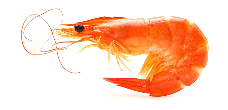 Креветки оптом от прямых поставщиков с доставкой по Московской области