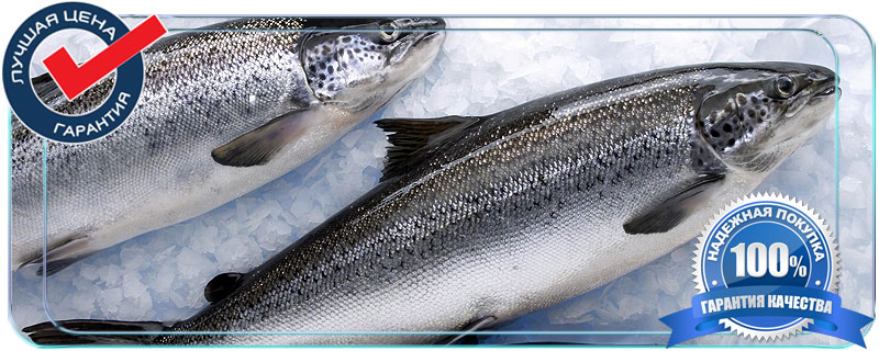Семга оптом от производителя в Московской области 