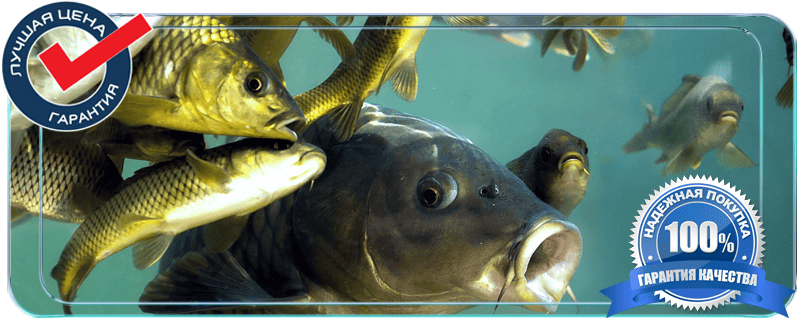 Где купить малька для зарыбления в Истринском районе. Склад и офис в Новопетровском, ул. Кооперативная, 8. РЫБНОЕ ИЗОБИЛИЕ предлагает малька карпа, карася, щуки, форели, осетра, белого амура. Гарантия приживаемости. Консультации по подбору видов. Цены и прайс-лист на официальном сайте.