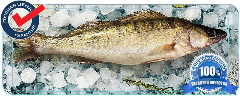 Купить судака свежего по оптовой цене недорого с доставкой на дом. 