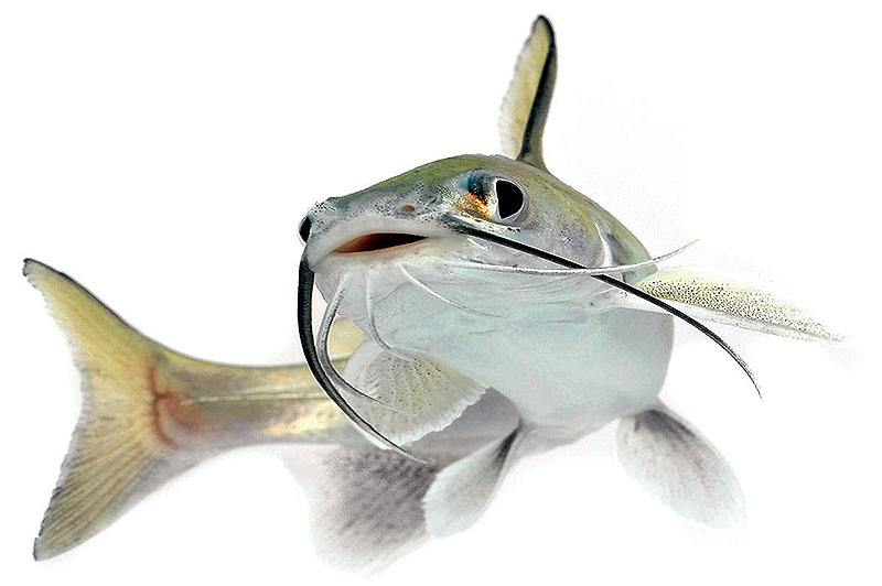 Федеральный закон об аквакультуре рыбоводстве в России читать скачать смотреть 