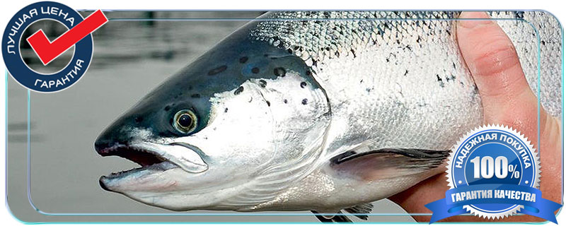 Продукция аквакультуры что это значит? 