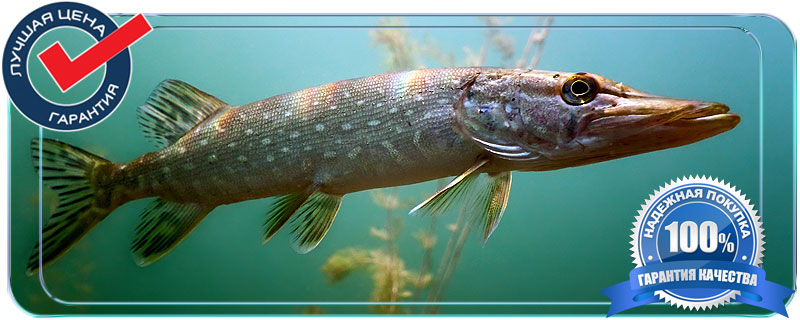 Где купить дикую рыбу оптом в Истринком районе  мелкими партиями  недорого 