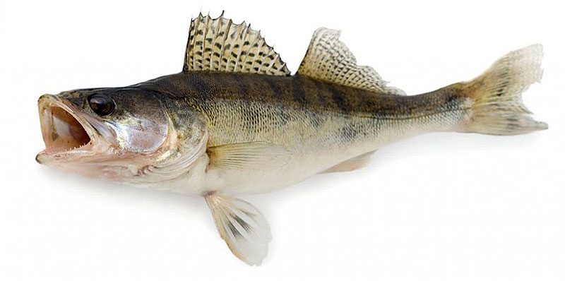 Оптовая продажа дикой рыбы  в Истринском районе по низким ценам  без посредников. 