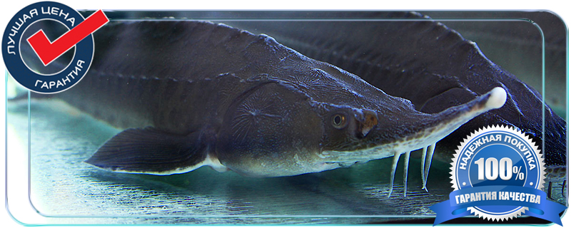 доставка живой рыбы 