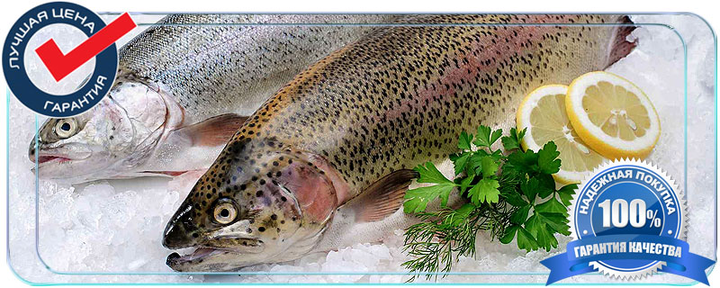 Форель охлажденная купить оптом в Истре 
