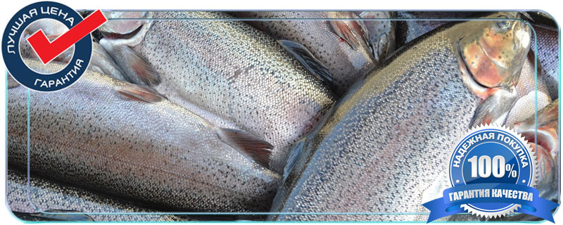 Форель свежемороженая цена за 1 кг 