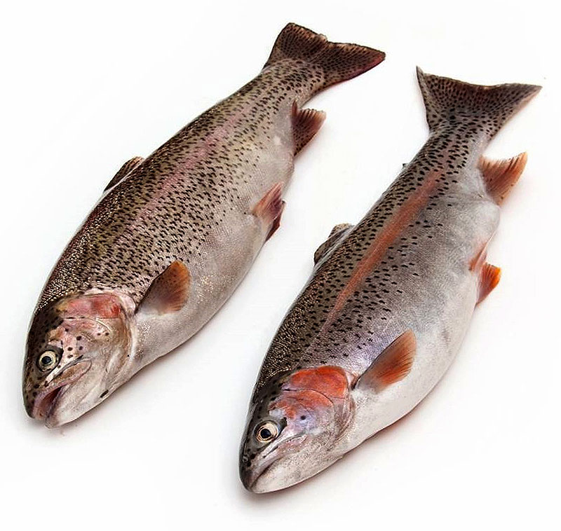 Сколько стоит свежемороженая форель в магазине РЫБНОЕ ИЗОБИЛИЕ 