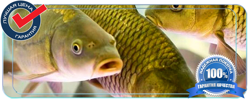 живая рыба оптом в истре