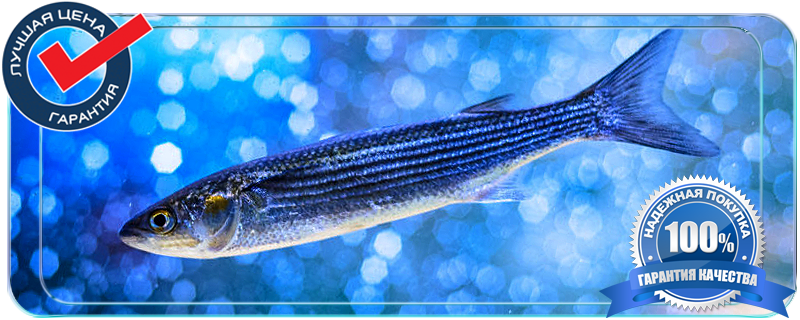 Купить кефаль оптом в Истринском районе 