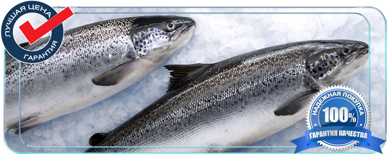 Фарерский лосось (северное название - семга) по праву завоевал заслуженное лидерство среди всего представленного на рынке лосося. Многих потребителей вводят в заблуждение информацией о том, что фарерский лосось, как и шотландский - это дикая рыба, что на самом деле не соответствует действительности, но отчасти можно назвать эту рыбу дикой 