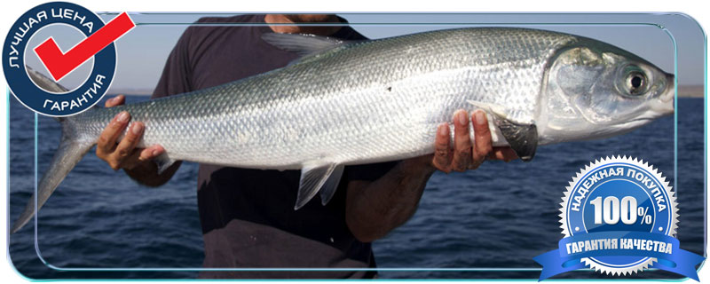 Ханос молочная рыба купить по оптовой цене  в Московской области 