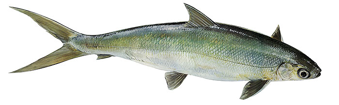 Молочная рыба цена за кг в Москве 