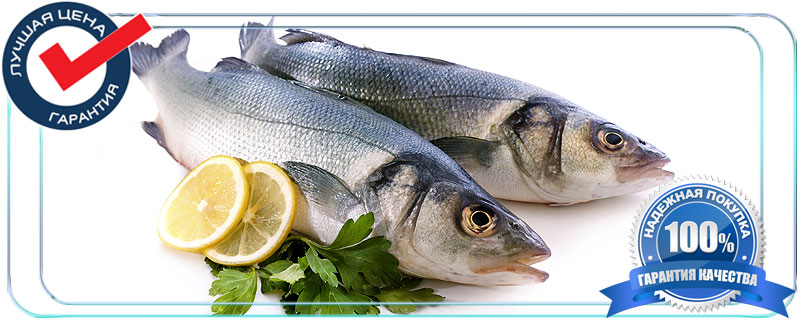 Сибас обладает противовоспалительными и антиоксидантными свойствами. Регулярное употребление этой рыбы улучшит состояние кожи, волос и ногтей, нормализует работу сердечно-сосудистой системы, улучшит концентрацию и память, кроме того, сибас восстанавливает нервную систему, улучшает аппетит, ускоряет обмен веществ, выступает как профилактическое средство от анемии, атеросклероза и болезни Альцгеймера. Она выводит вредные вещества из организма и уменьшает уровень холестерина.