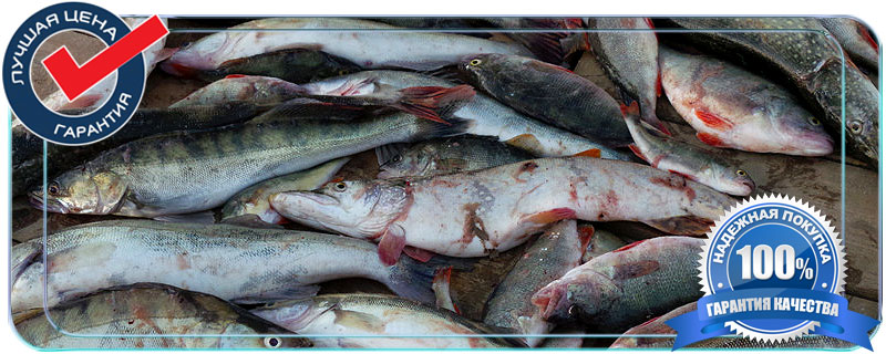 Куплю речную рыбу оптом Москва