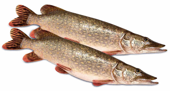 Свежая речная рыба оптом