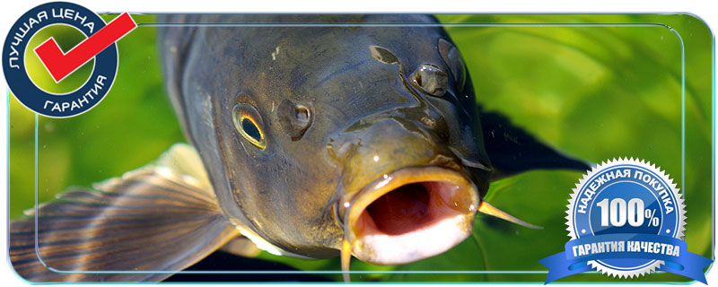 карп для пруда цена