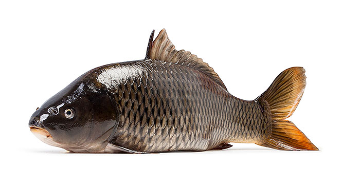 рыба карп живая купить