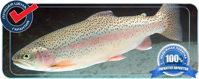 Для тех, кто хочет продать свежую рыбу оптом, у нас в центре созданы все условия. Существует несколько вариантов аренды, в зависимости от того в каком количестве вы планируете реализовывать продукцию. Если вы будете продавать живую рыбу крупным или мелким оптом, мы предложим вам торговую площадь в соответствующей зоне.