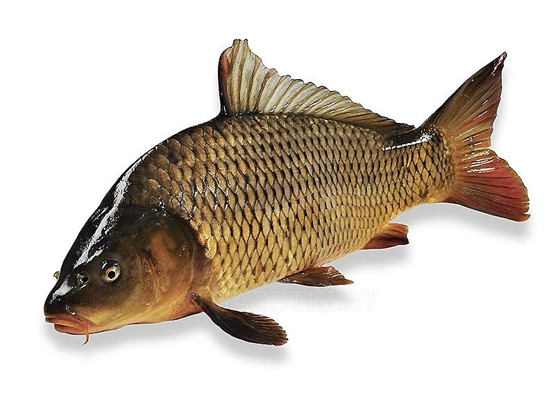 купить карпа живого для зарыбления