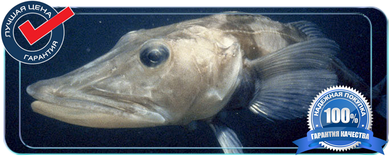 Ледяная рыба купить оптом в Истринском районе по низкой цене
