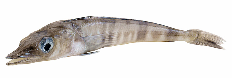 Ледяная рыба цена за 1 кг в Истре Истринском районе 