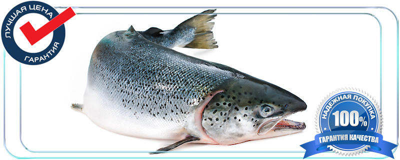 семга охлажденная для рознечной продажи 