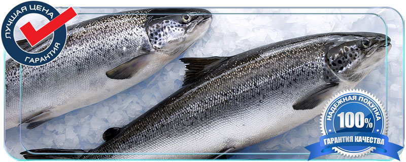 Купить свежемороженую рыбу мелким оптом 