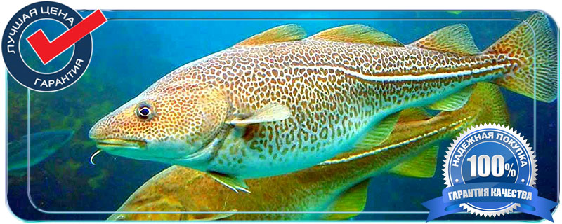 Спинка трески оптом в Московской области 