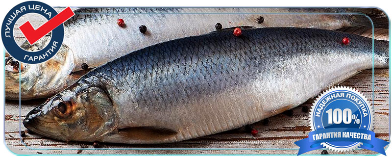 Селедка каспийский залом купить недорого в Истринском районе