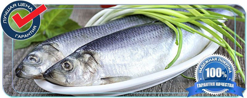 залом сельдь оптом  со склада в Истринском районе 