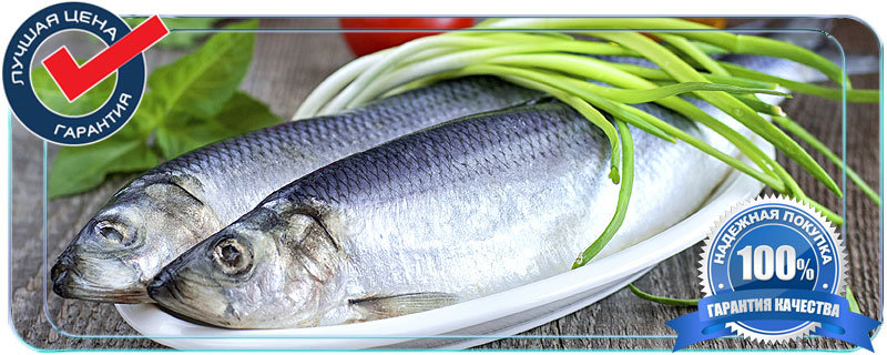 Сельдь является прекрасным источником белка, она также содержит большое количество фосфора, йода, кальция, калия, натрия, магния, цинка, фтора, а также витамины B12, РР, А и D и жирную кислоту Омега - 3.