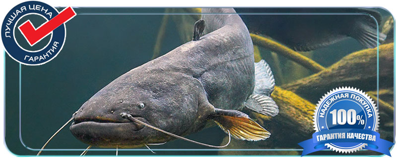 купить живую рыбу для зарыбления