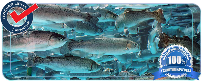 купить малька для зарыбления пруда